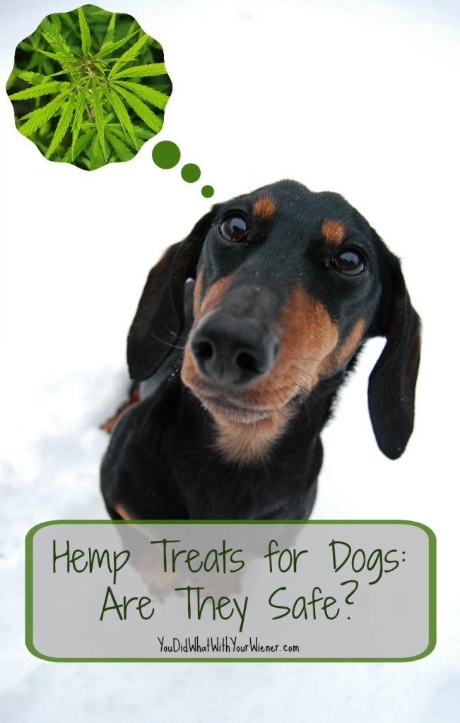Hemp CBD has many health benefits for dogs