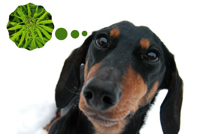 Should your dog eat treats with hemp, or CBD, oil?