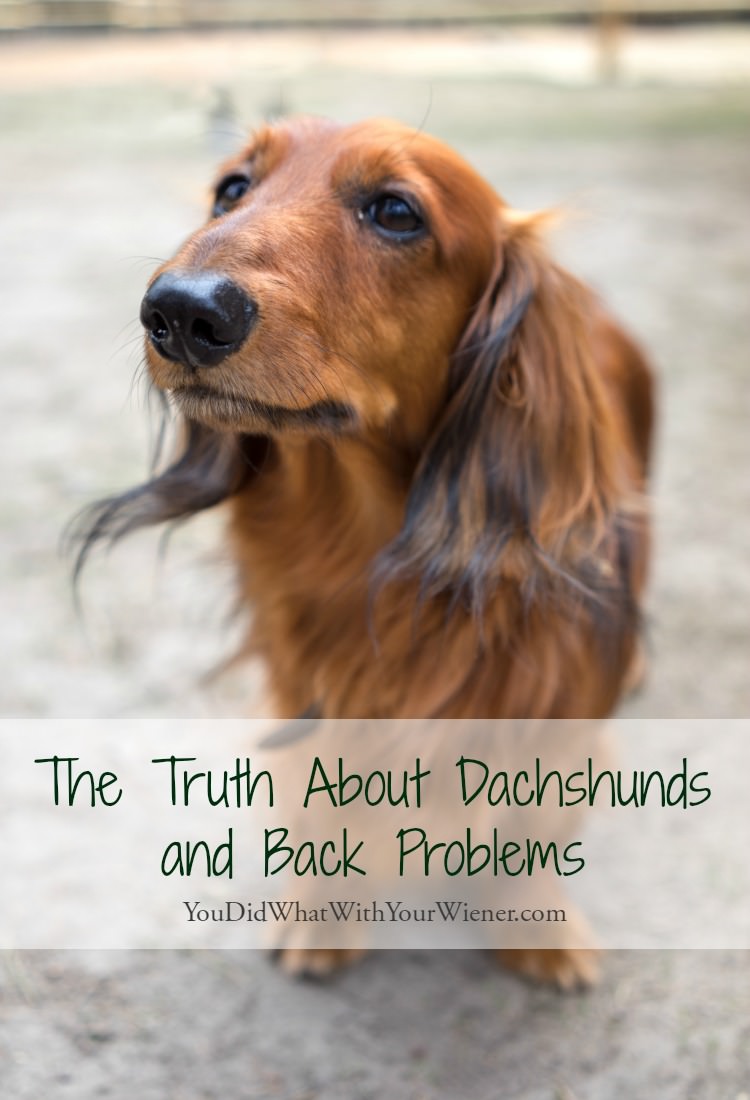 Facts About Dachshund Back Problems
