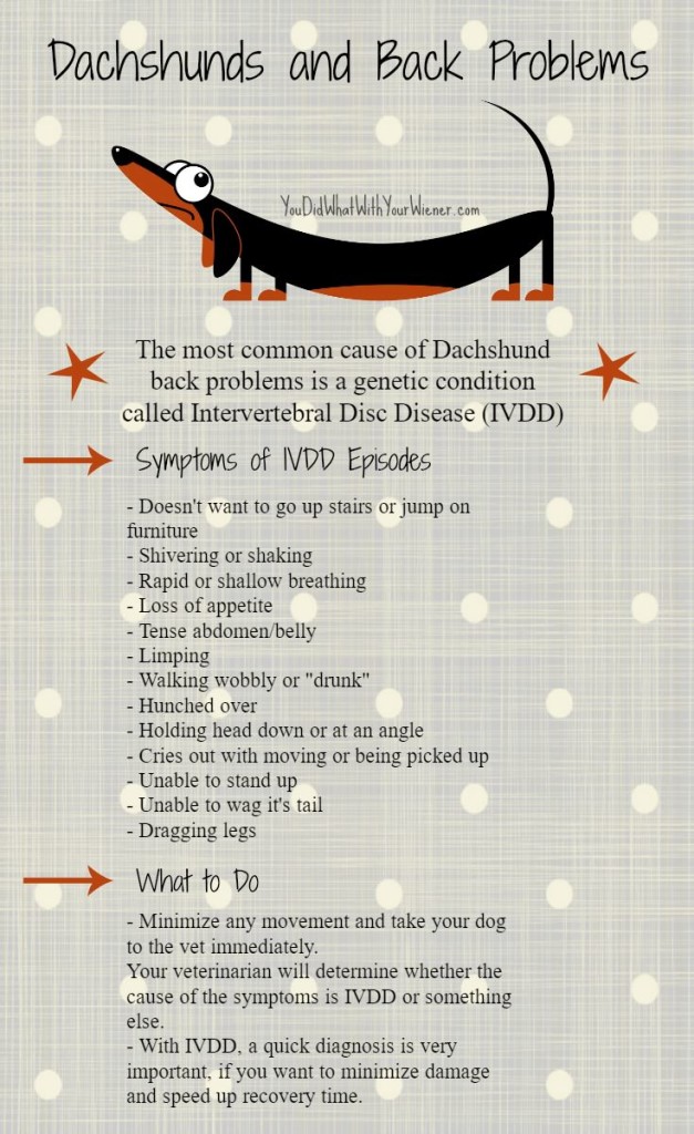 A handy chart of IVDD episode symptoms and what to do if you expect your Dachshund is having an episode