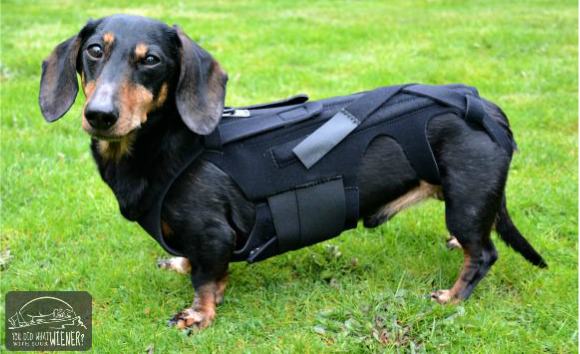 Dachshund in the L'il Back Bracer back brace to stabilize his spine and reduce pain