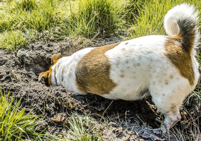 How to Help Your Dog Tread Lightly on the Trails