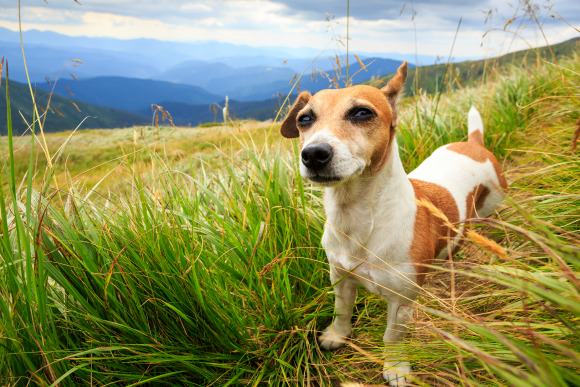 Treading lightly on trails and 6 other things to green your pet on earth day