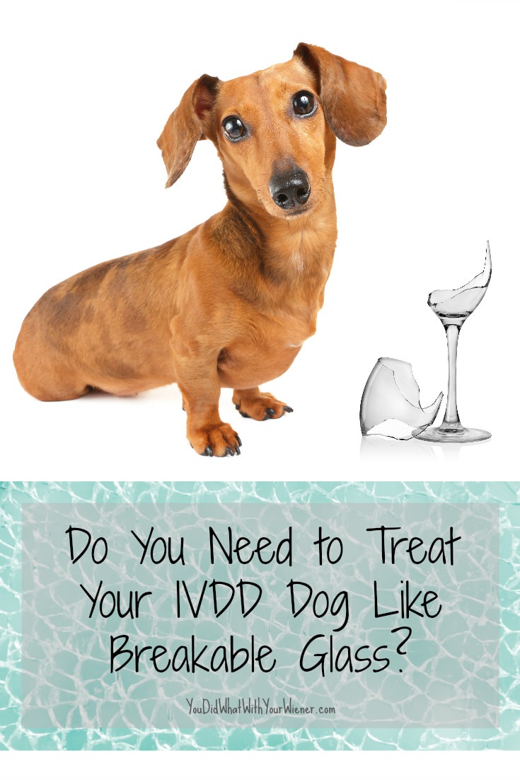 How careful do you need to be with a dog that has IVDD?