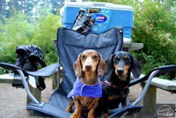 Chester and Gretel Car Camping