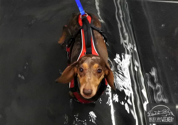 Gretel's first experience on the underwater treadmill