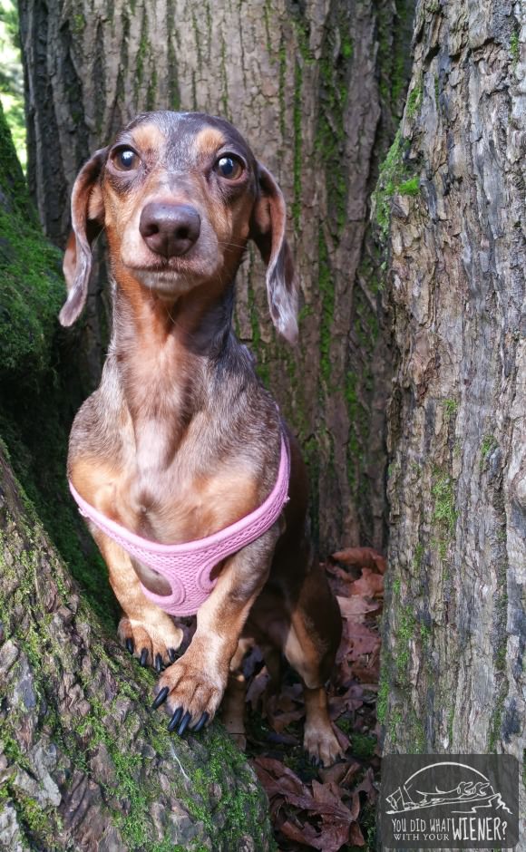 Dachshund out for a hike - posing pretty