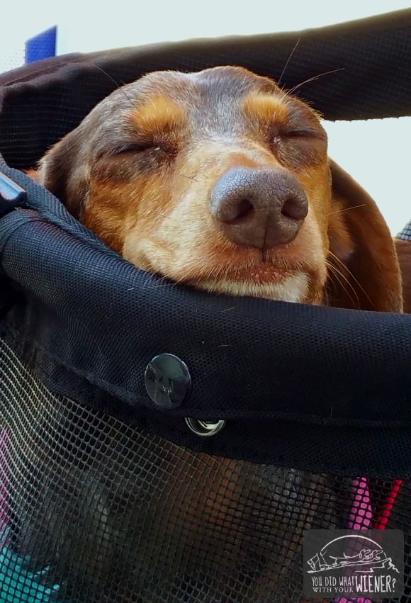 Dachshund sleeping in a stroller