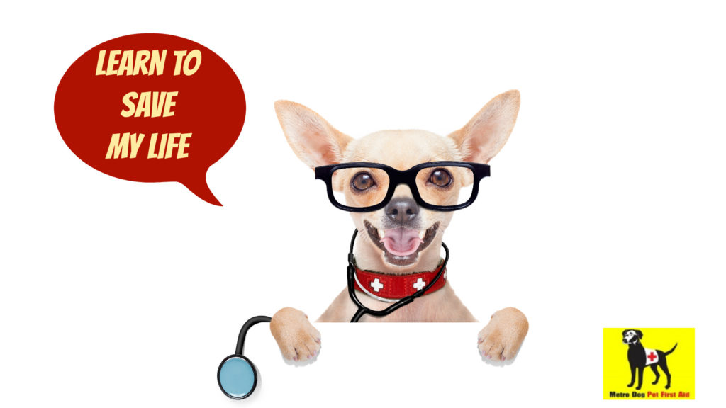 Learn to save a life with pet first aid certification from metrodogseattle.com