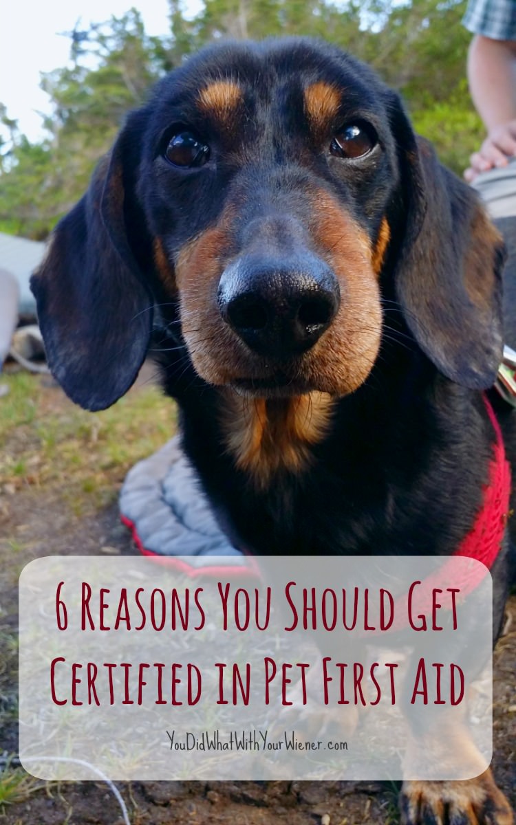 6 Reasons You Should Get Certified in Pet First Aid