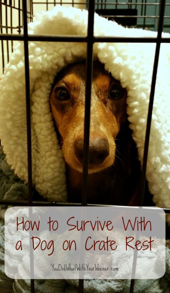 Advice for when your dog is on crate rest