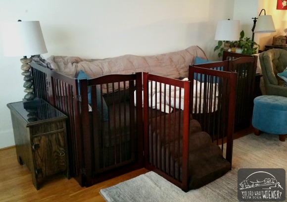 Couch with barricade and ramp for Dachshund back problems