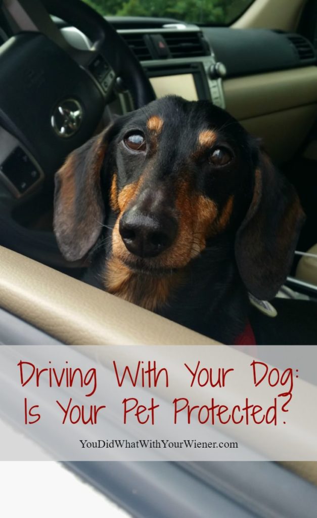Taking Your Dog With You in the Car Can Be Dangerous. Is Your Pet Protected?