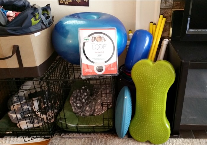 Equipment for my home dog gym
