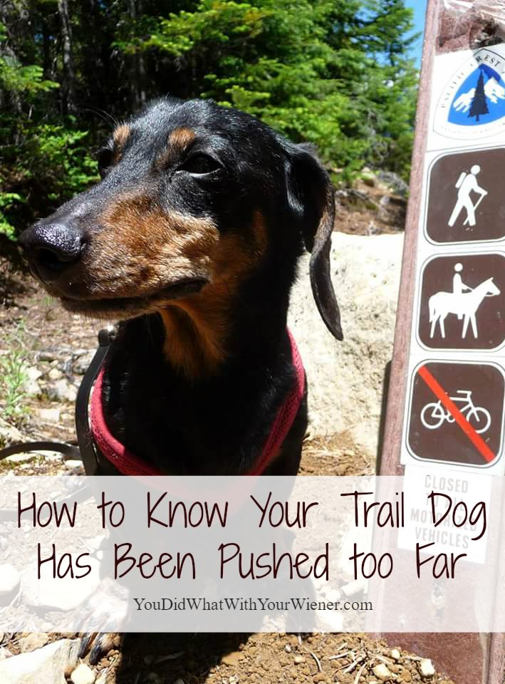 Know When Your Hiking Dog Has Had Enough 