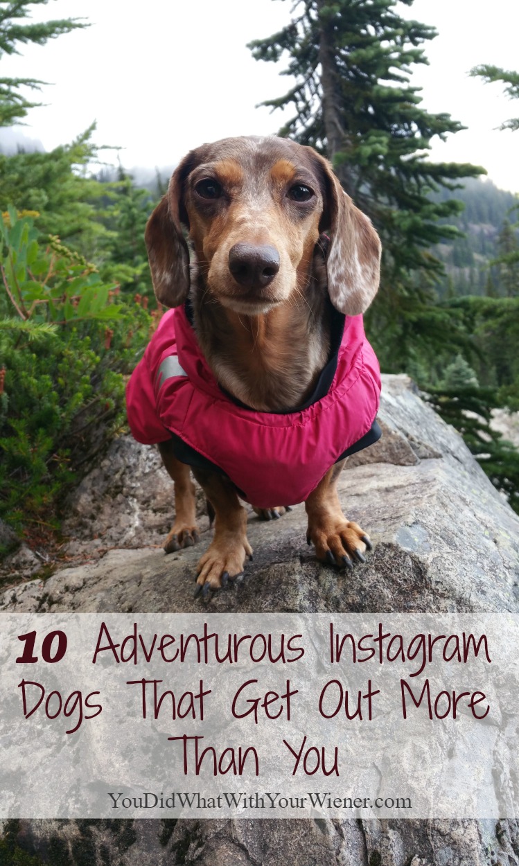 10 Instagram Dogs That Have Way Too Much Fun in the Outdoors
