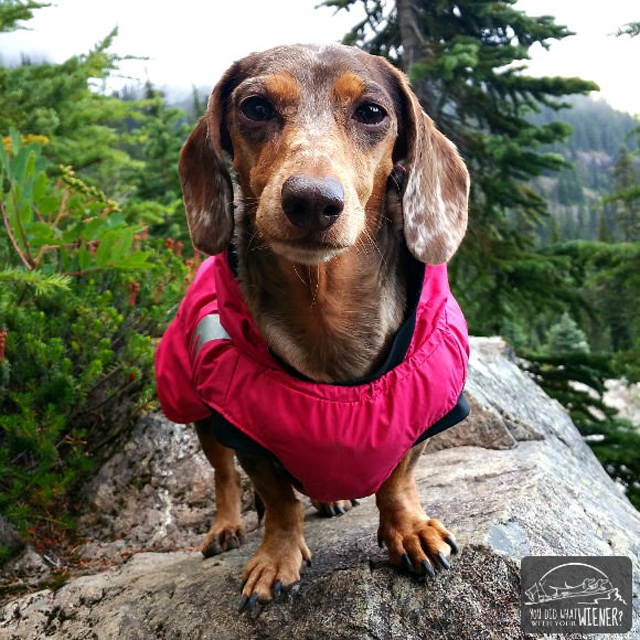 Gretel the Dachshund looking bad ass in her Summit Parka