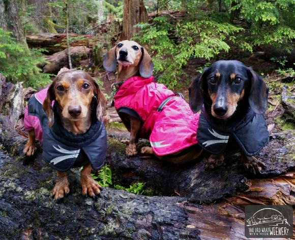 The middle Dachshund is our friend Laalaa wearing the Summit Parka. Chester and Gretel are in the Ultimate Warmer, also by Hurtta.