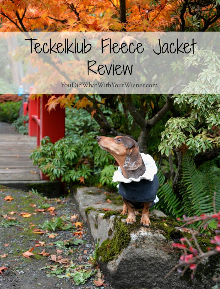 Dachshund modeling the Teckelklub Luxy jacket