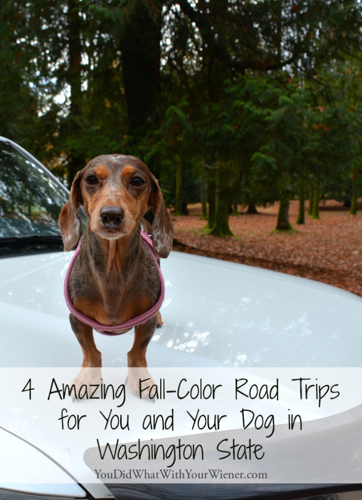 Fall grey and cold got you down? Take your pup on a road trip.