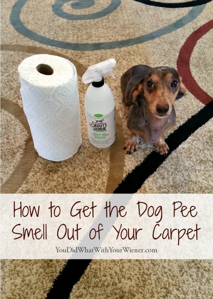Dealing with dog pee on the carpet can be a real headache