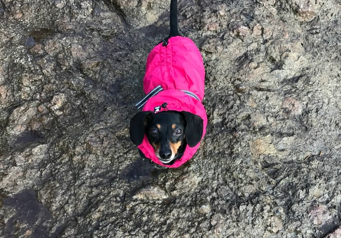 Moo the Dachshund out for a hike