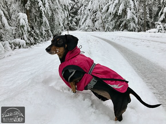 Dachshund hiking in the snow