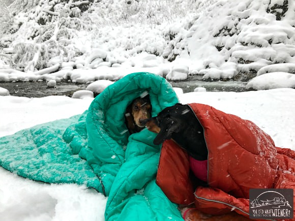 Dachshunds snuggling in a blizzard