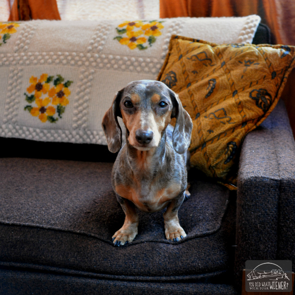 Dachshund hanging out on the Couch at the SouWester