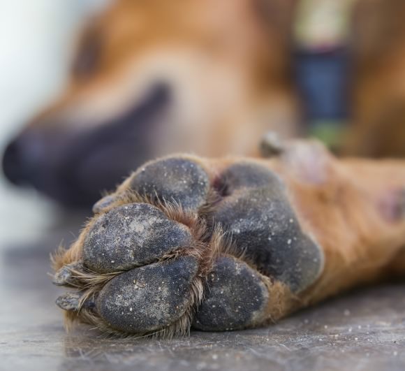 How a dog's feet work in the cold
