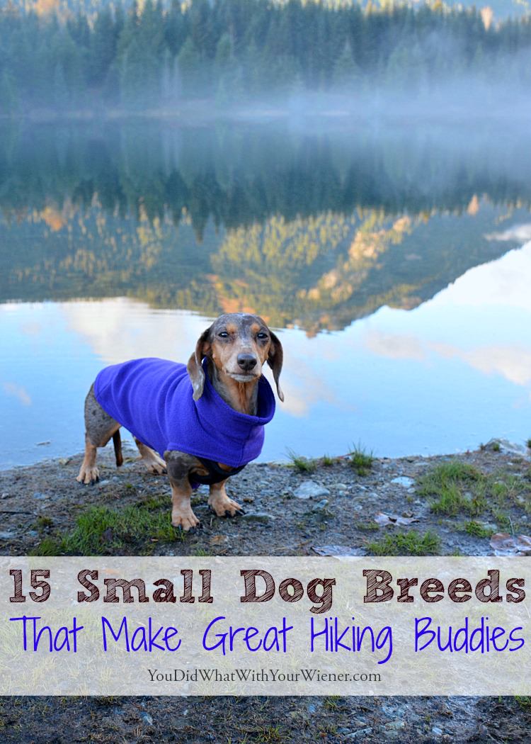 Looking for a small dog to hike with?