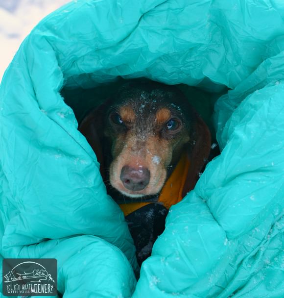 Dachshund hiking in blankets from the cold