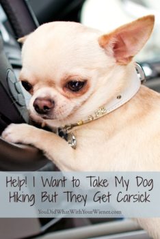 Tips for keeping your dog from getting sick in the car