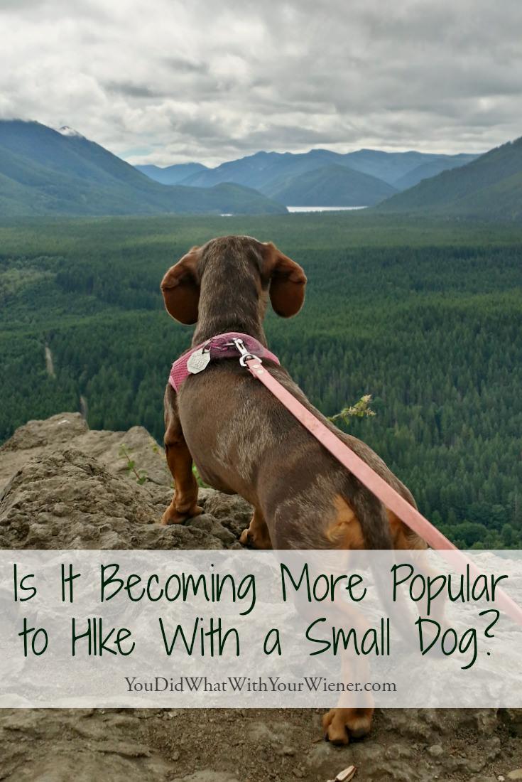 Are more little dogs hitting the trails?