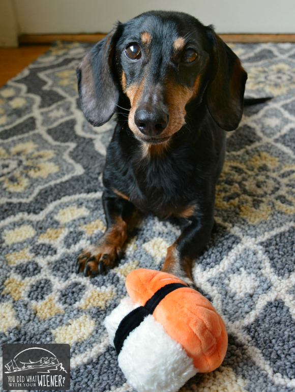 Dachshund With His Sushi Toy From BarkBox