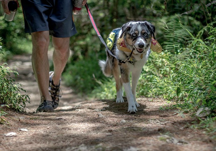 Hiking With Your Dog On-leash is a Courteous Thing to Do