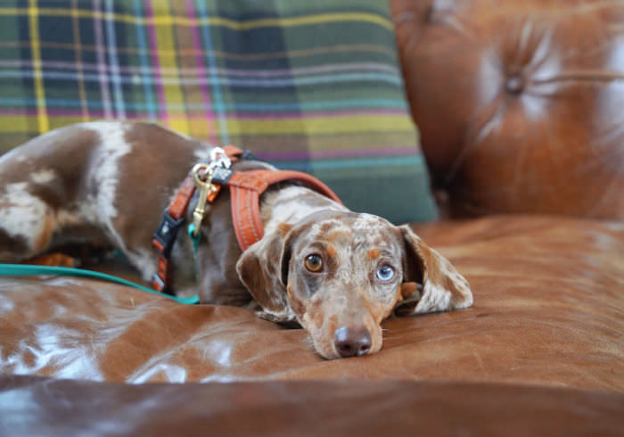 Brown Dachshund laying on brown leather couch