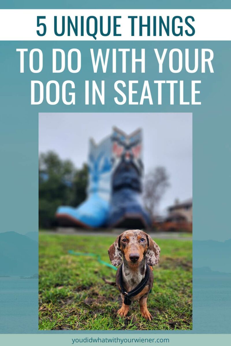 Seattle is a great city to visit with your dog. If  you search for dog friendly things to do, you will come up with a lot of suggestions. However, most articles list the same ones over and over. I'm a local so I put together this list of unique dog friendly things to do.