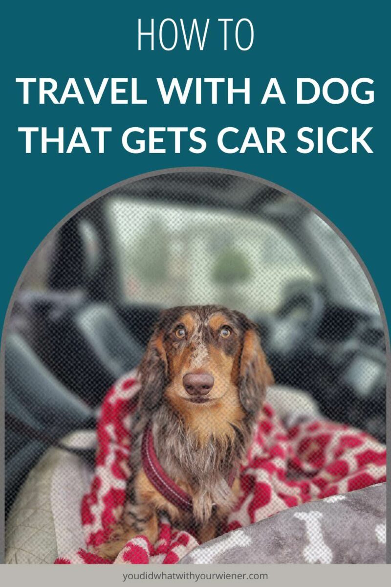 Car travel with a dog can be cut short, or made incredibly stressful for all involved, when your dog gets car sick. Your dog may pace, whine, vomit, or all of the above, and clearly act unhappy and uncomfortable. 

For dog owners who know this plight all too well, you’ve likely wondered, “Why does my dog hate the car?”

It can be frustrating. After all, adventure is out there waiting for us and our four-legged companions, but more often than not, it’s a car trip away.

But don't despair, help is just a click away in this article.