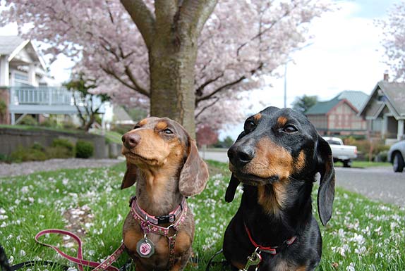 Where You Can See Cherry Blossoms in Seattle With Your Dog