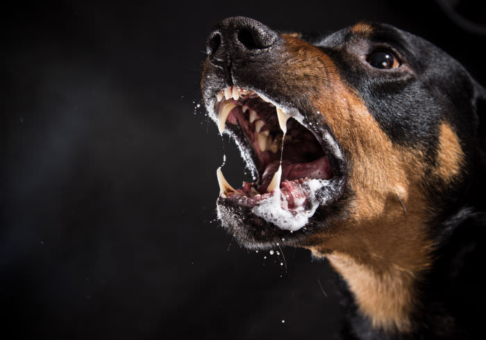 Dog Fights: What To Do When a Big Dog Attacks Your Little Dog