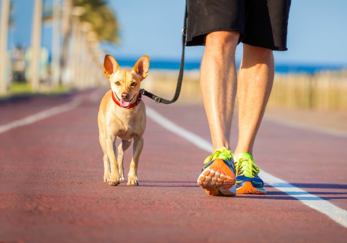 How Many Calories Do You Burn Walking Your Dog?