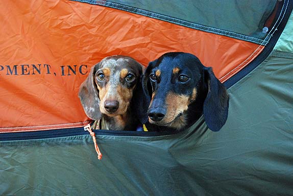 Gearing Up for a Backpacking Trip with the Dogs