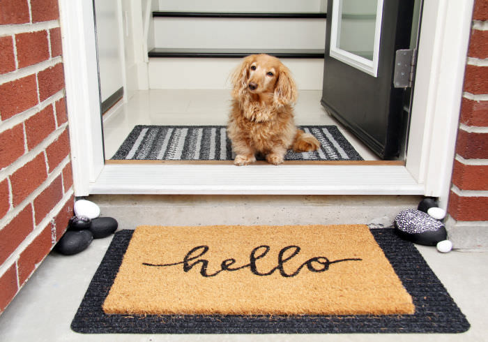 Longhair dachshund sitting in the front entrance of a home. little dog sitting by a door mat that says Hello. Doorway welcome concept.
