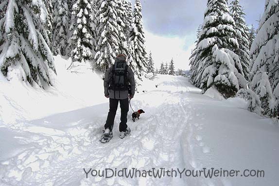 Want to Learn How to Snowshoe with Your Small Dog?