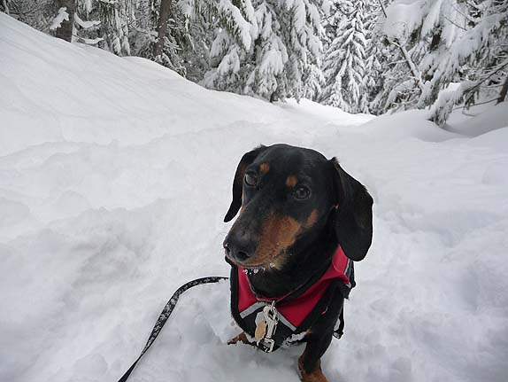 Snowshoeing with Your Small Dog 101: Introduction – It’s Easy and Fun