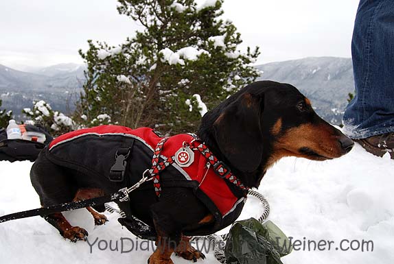 Snowshoeing with Your Small Dog 101 Part VIII – Extended Trip Safety