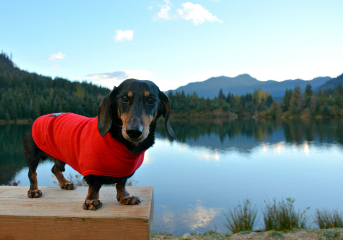 Keep Your Wiener Warm: Jackets That Fit Dachshunds