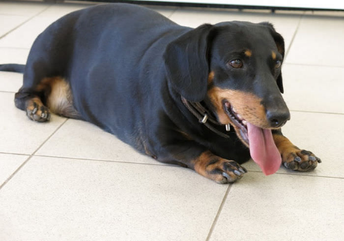 How Long Does an Overweight Dachshund Live?