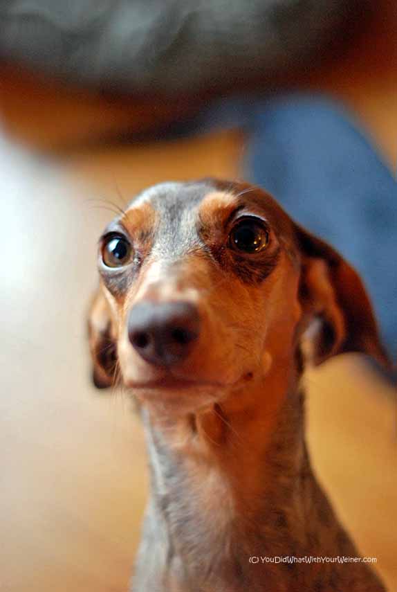 WEIner vs. WIEner and Other Nicknames for a Dachshund –  